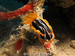 Nudibranchia, in Hurgada, Red Sea, Egypt, using Canon G12... by Hisham Elshafie 